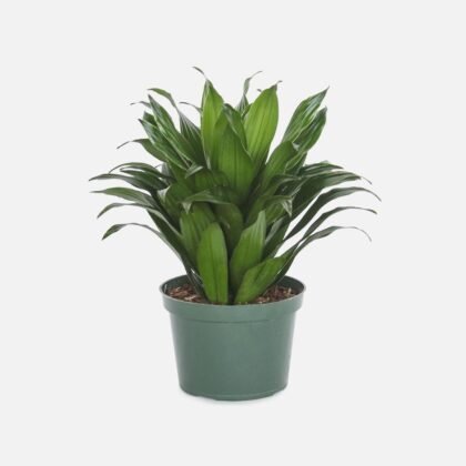 Dracaena Compacta