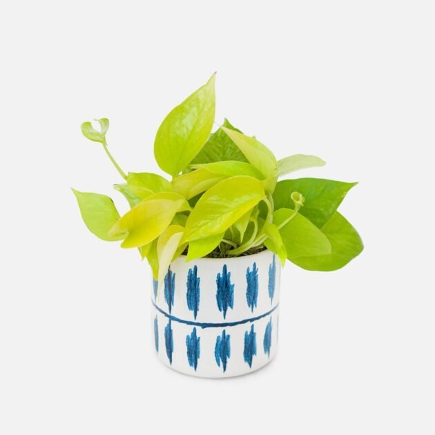 Neon Pothos - Piccolo