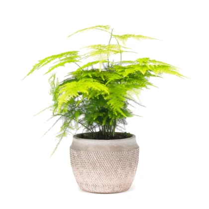 Asparagus fern houseplant