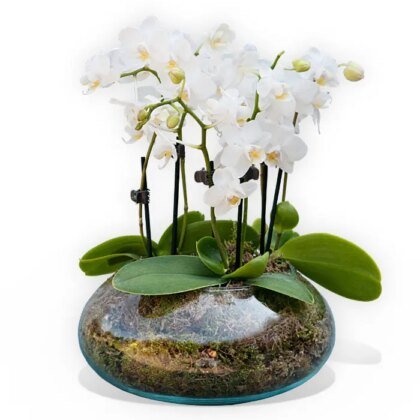 White orchidea vase